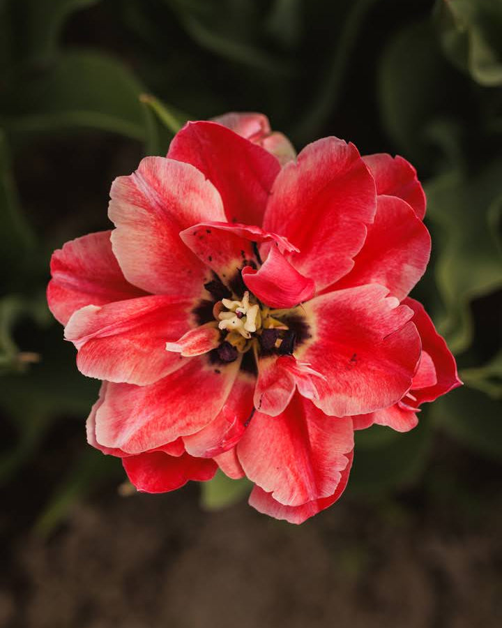 Tulipan Verona Sunrise – bukett med fylte tulipaner i rosa, fersken og korall som snittblomst
