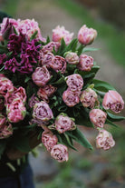 Tulipan Beachberry – bukett med gammelrosa fylte tulipaner som snittblomst