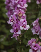 Løvemunn Twinny Orchid - perfekt som snittblomst med lang holdbarhet