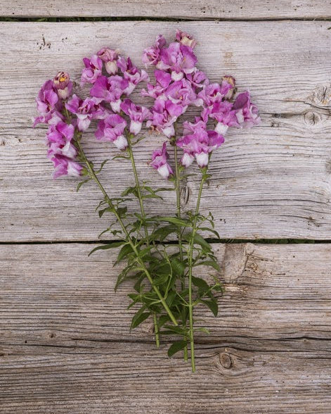 Løvemunn Twinny Orchid i blomsterbed med spektakulære dobbeltblomster