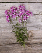 Løvemunn Twinny Orchid i blomsterbed med spektakulære dobbeltblomster