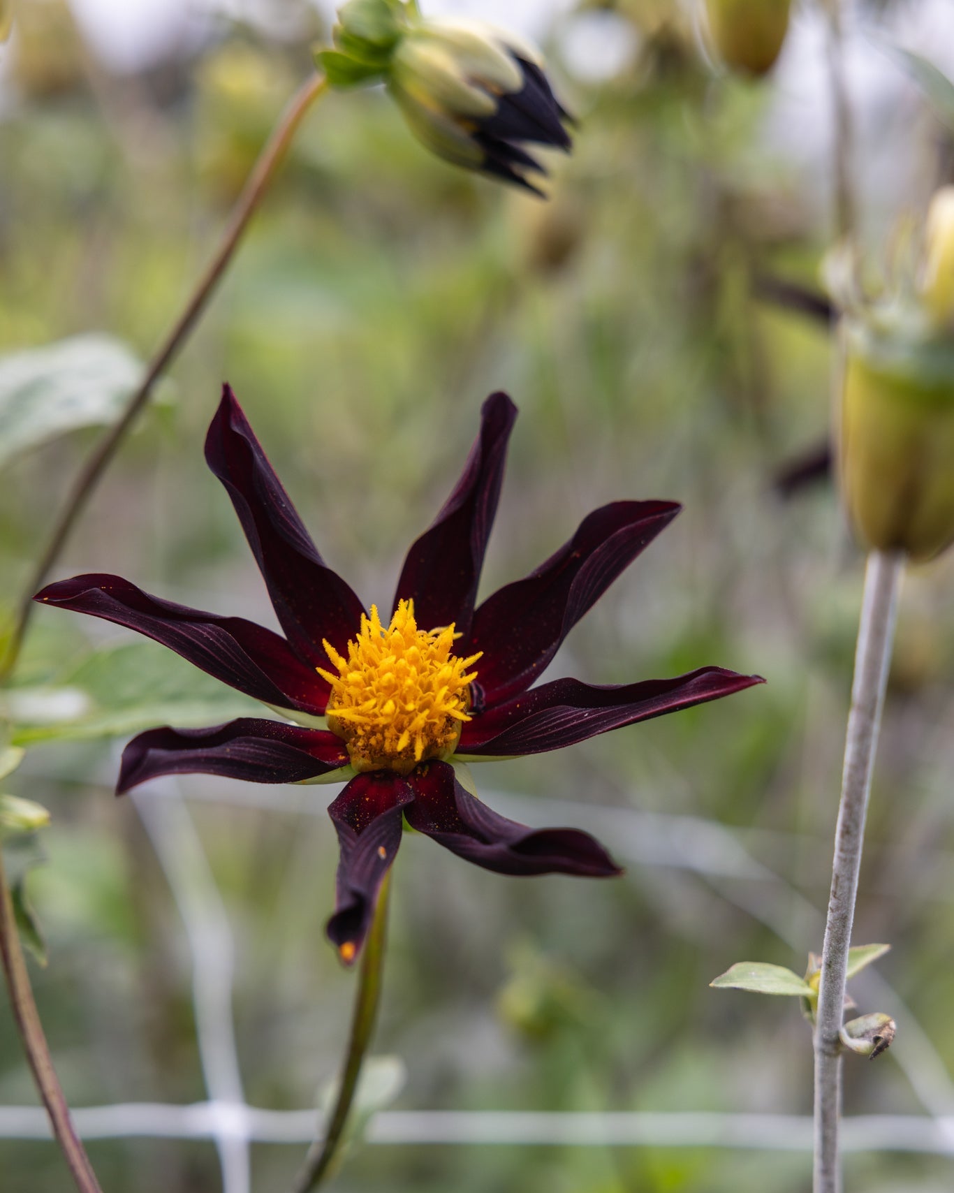 Georgine Veronne's Obsidian dyp svart burgunder stjerneformet med gyllent sentrum