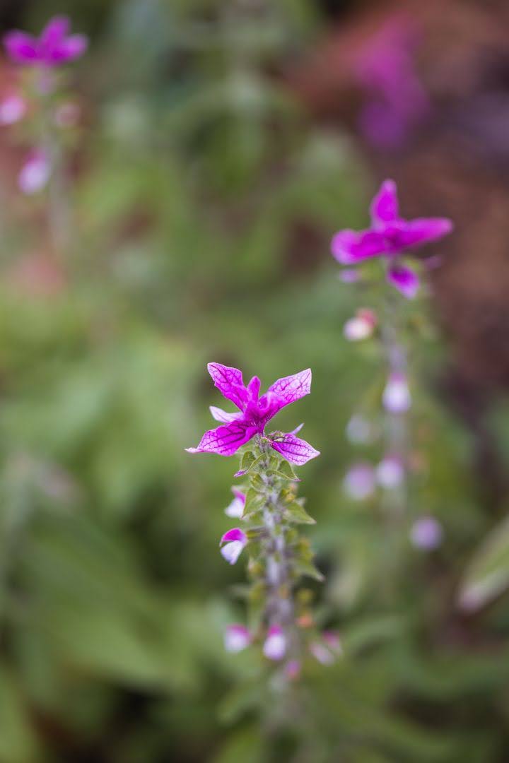 Dusksalvie Say So Rose - Salvia viridis med vakre rosa blomsteraks