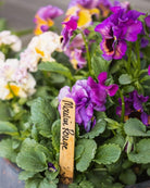 Fiol Moulin Rouge med variert uttrykk av vakre fioler