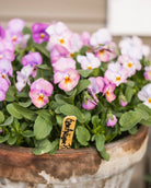 Fiol Gem Antique Pink i hagen - kompakt ettårig 15-20 cm høy