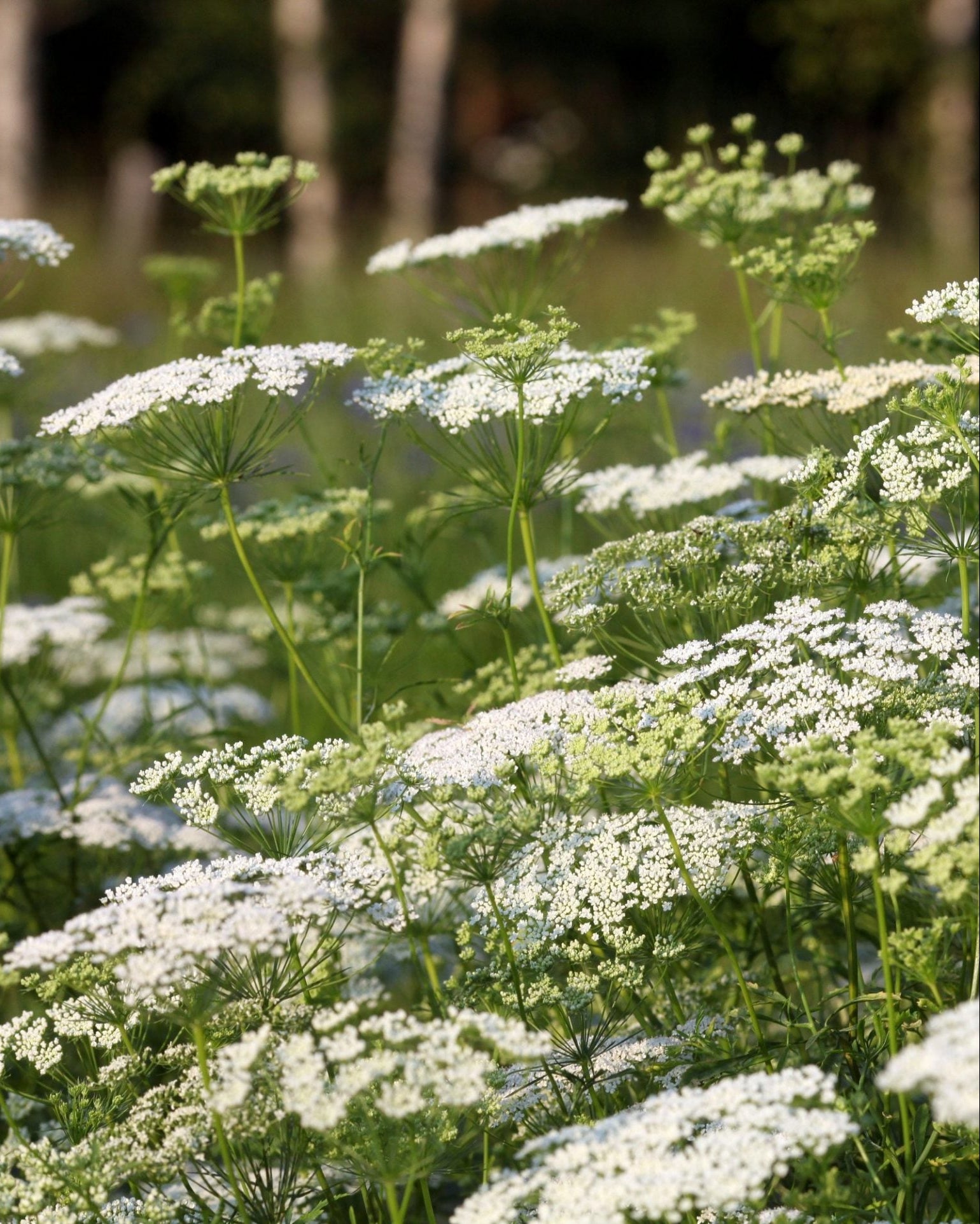 Ammi majus Queen of Africa plante med hvite blomsterskjermer