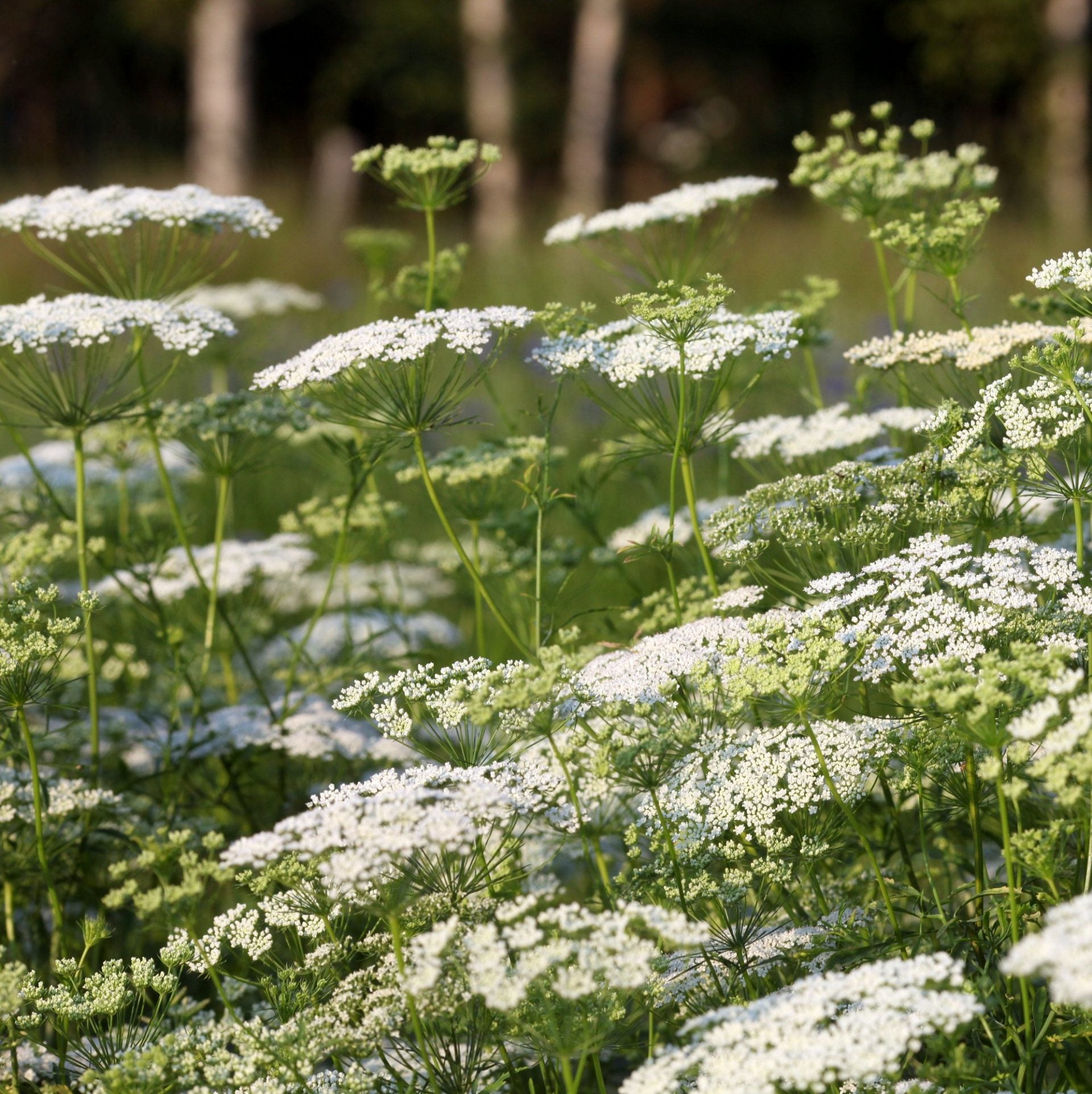 ammi majus (2)