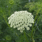 ammi visnaga green mist (4)