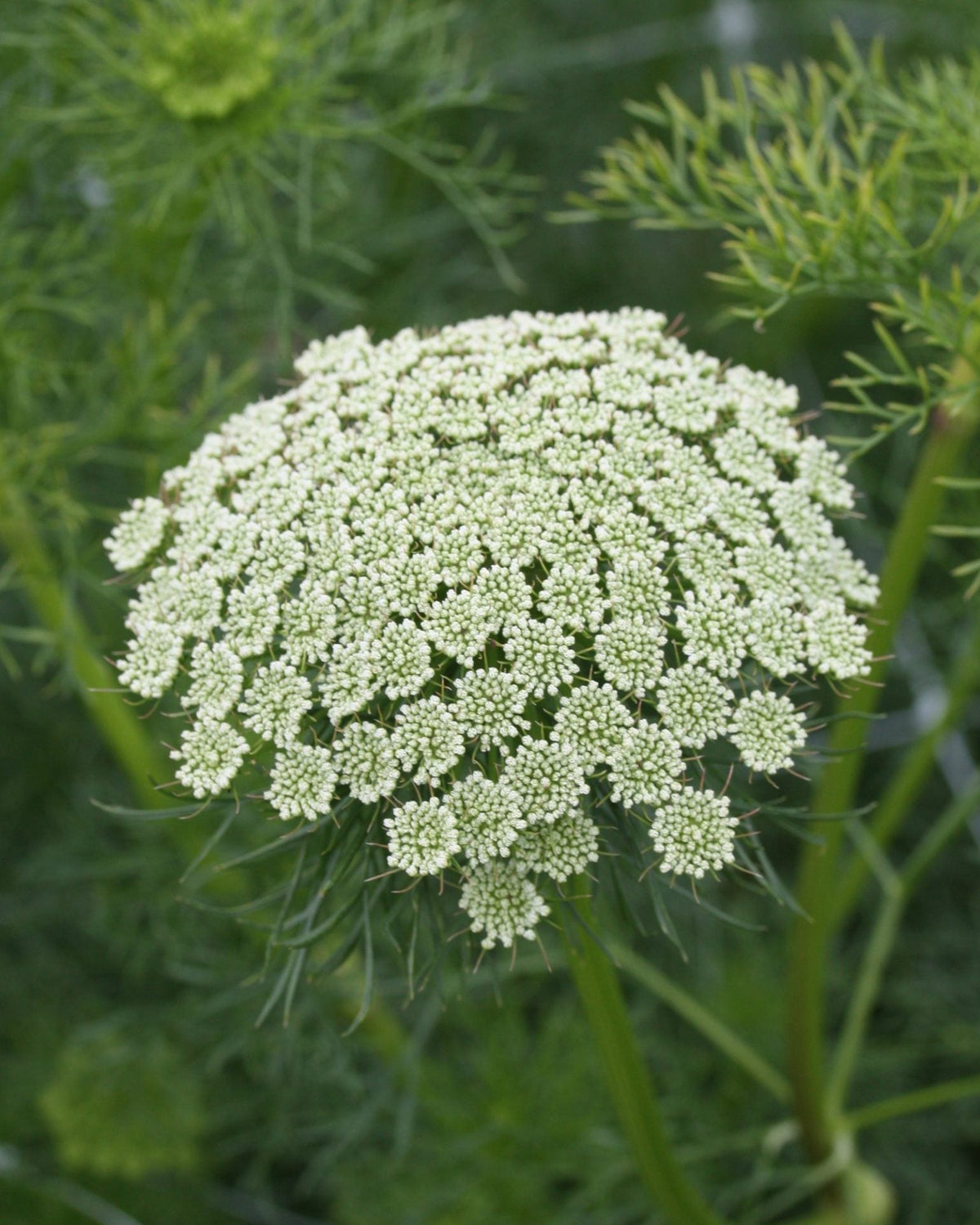 Ammi visnaga Green Mist – kompakte grønnhvite skjermer på kraftige stengler, diskret og nyttig fyllblomst til buketter