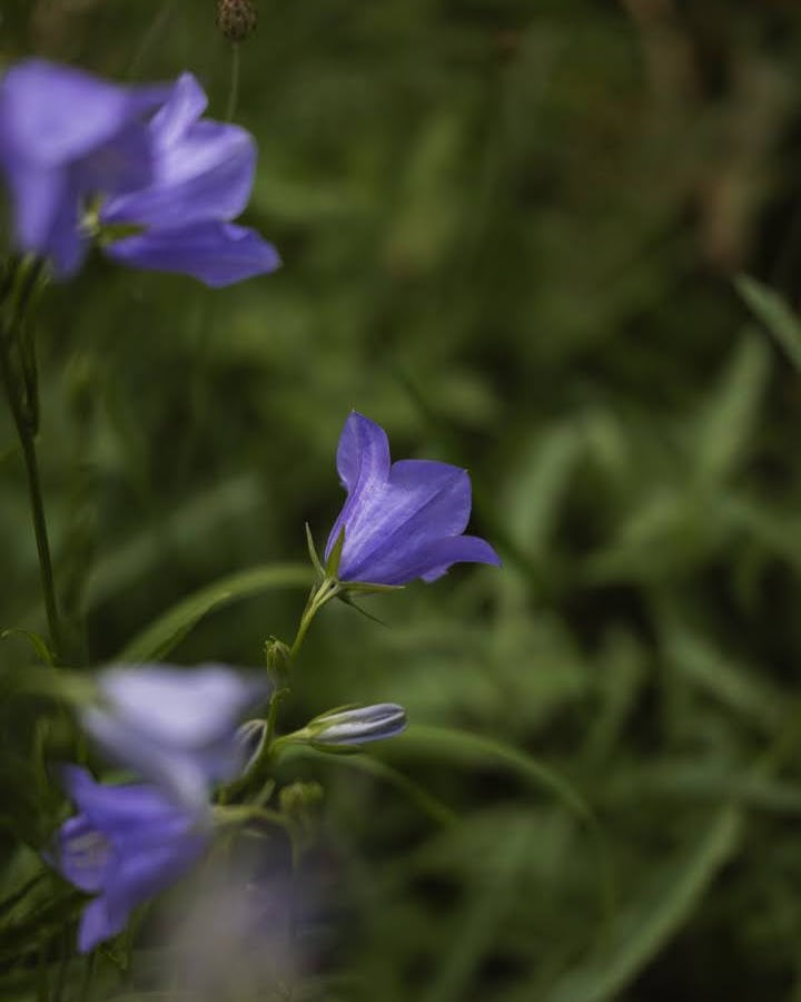 Fagerklokke Blue - elegante blå klokkeblomster på høye stengler