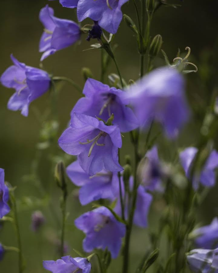 Fagerklokke Blue nærbilde - Campanula medium med blå blomster