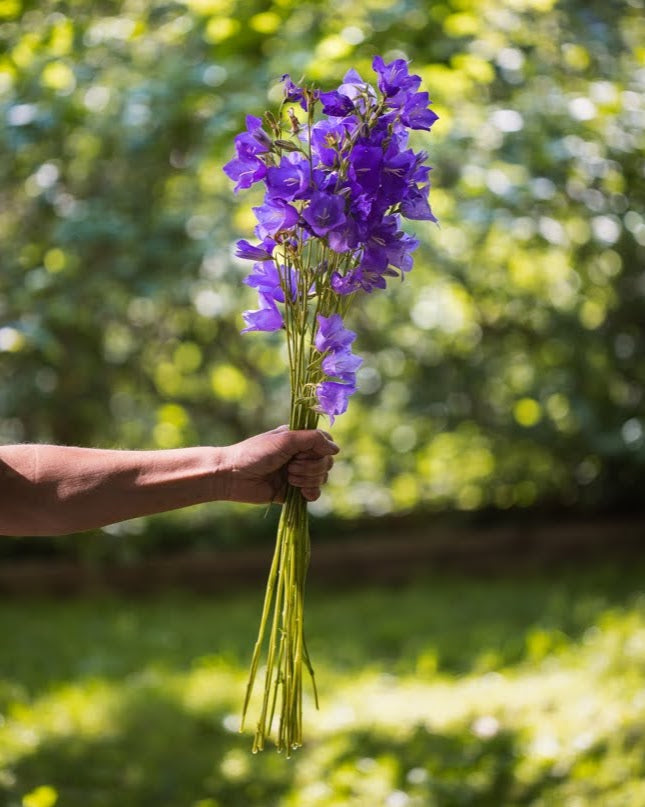 Fagerklokke Blue - blå klokkeformede blomster