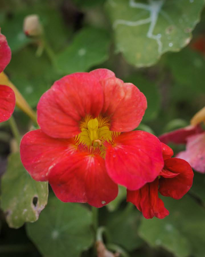 Blomkarse Jewel Cherry Rose med kirsebærrosa blomster i hagen, fotografert av Veronika Moen