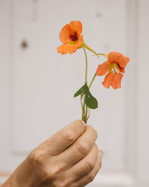 Blomkarse Vesuvius ettårig blomst med fargerike blomster i naturlig vokseplass
