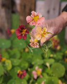 Blomkarse Purple Emperor med dype purpurfargede blomster og blågrønne blader