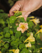 Nærbilde av Blomkarse Tip Top Pink Blush med delikat rosa fargeovergang
