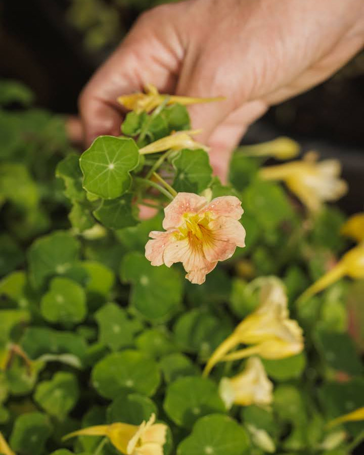 Nærbilde av Blomkarse Tip Top Pink Blush med delikat rosa fargeovergang