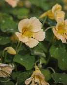 Blomkarse Tip Top Pink Blush - ettårig blomkarse med romantiske rosa blomster