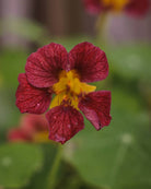 Nærbilde av Blomkarse Purple Emperor blomster i rik purpurfarge