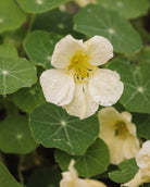 Nærbilde av Blomkarse Milkmaid sine hvite blomster og mørkegrønne blad