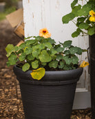 Blomkarse Gleam Salmon med lakserosa blomster i hagen, fotografert av Veronika Moen