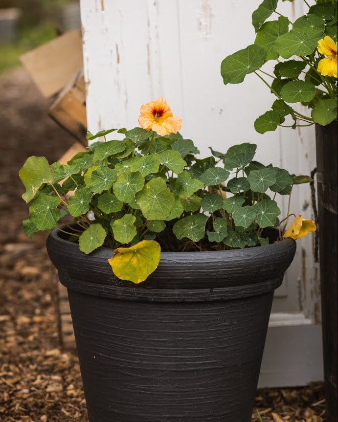 Blomkarse Gleam Salmon med lakserosa blomster i hagen, fotografert av Veronika Moen