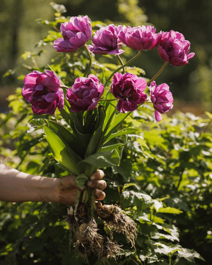 Tulipan Blue Diamond – fullt åpen peonlignende blomst i dyp purpur