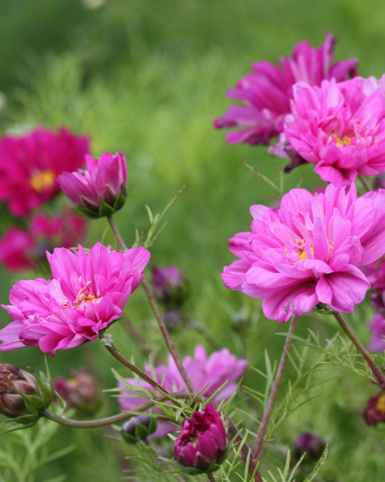 Cosmos Double Click Cranberries frø - kraftigvoksende cosmos
