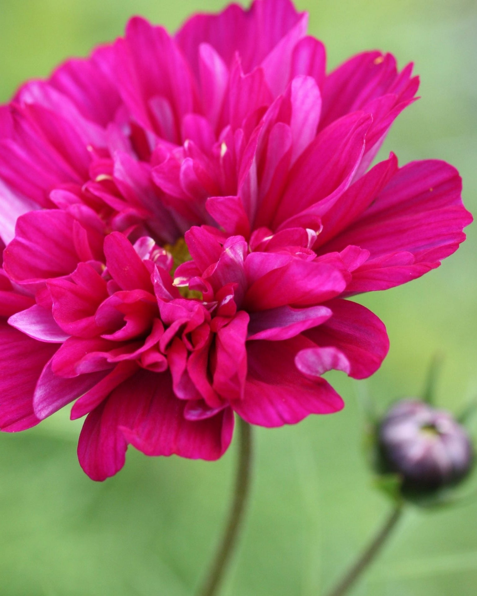 Cosmos Double Click Cranberries dyp rosa snittblomst