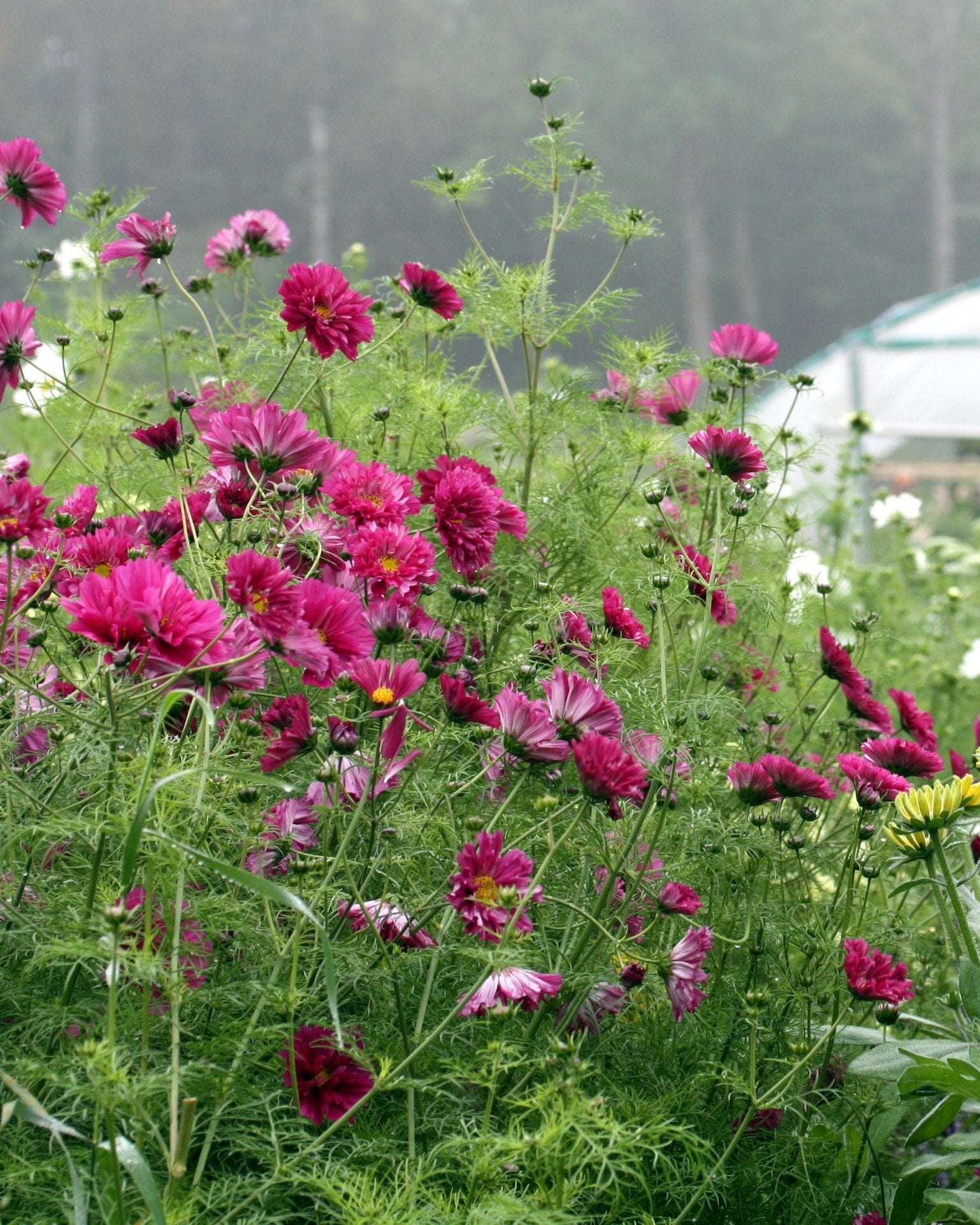 Cosmos Double Click Cranberries insektsvennlig sommerblomst