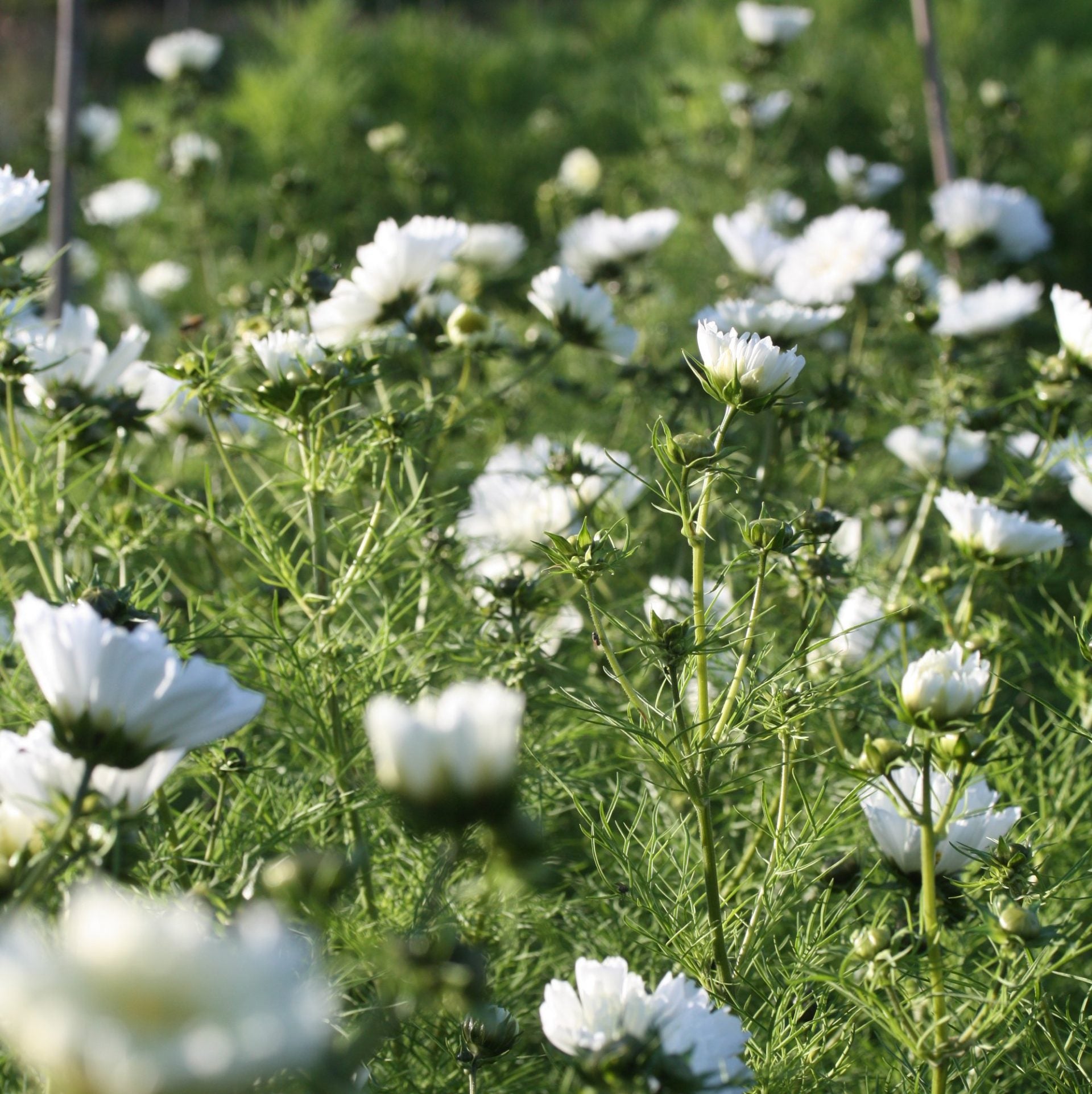 cosmos dc snowpuff