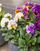 Fiol Moulin Rouge blomster - spiselig fiol perfekt i potter