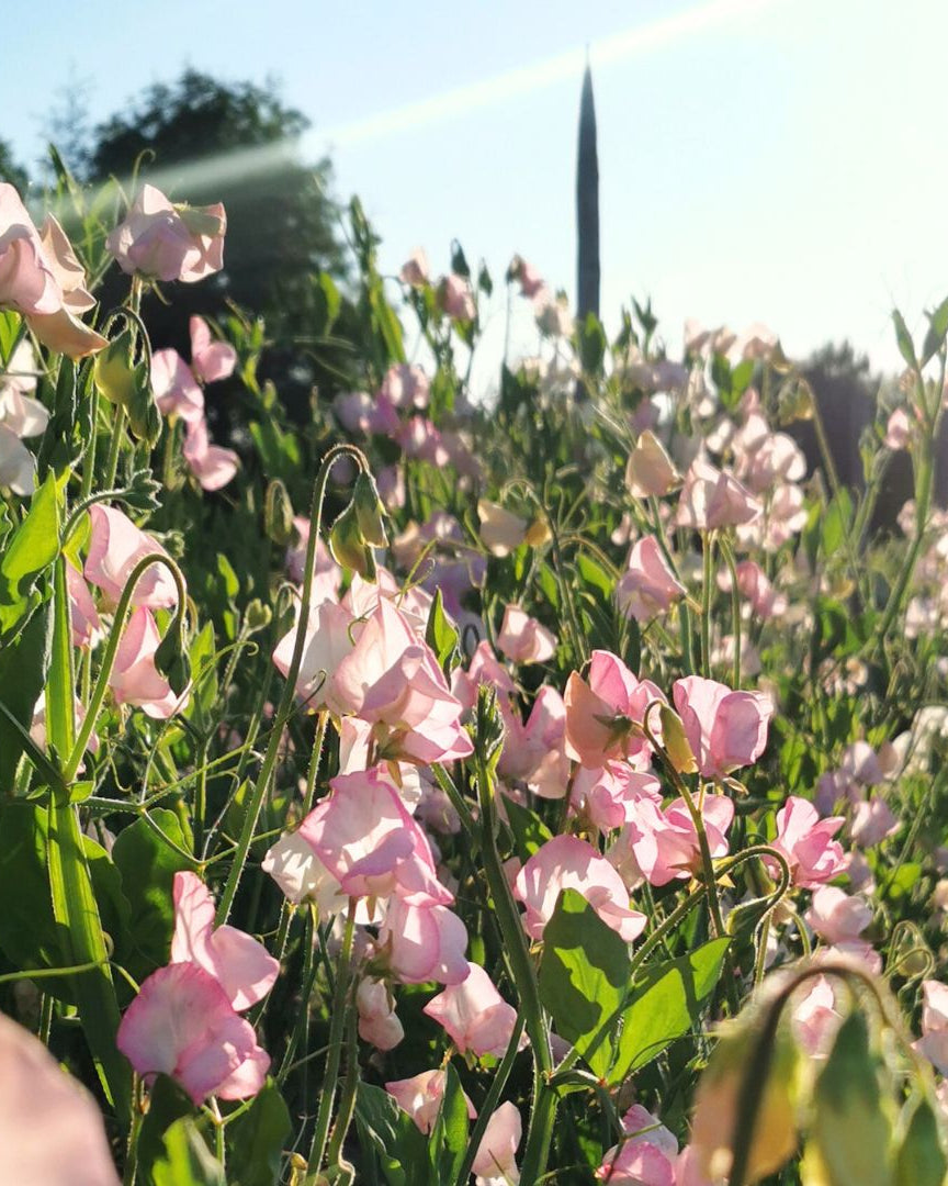 Erteblomst Mollie Rilstone klatreplante med romantiske rosa blomster