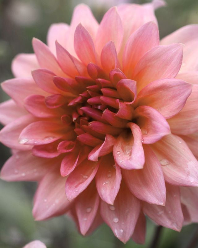 Georgine Sweet Sanne - Dekorativ georgine i varme rosa og aprikostoner