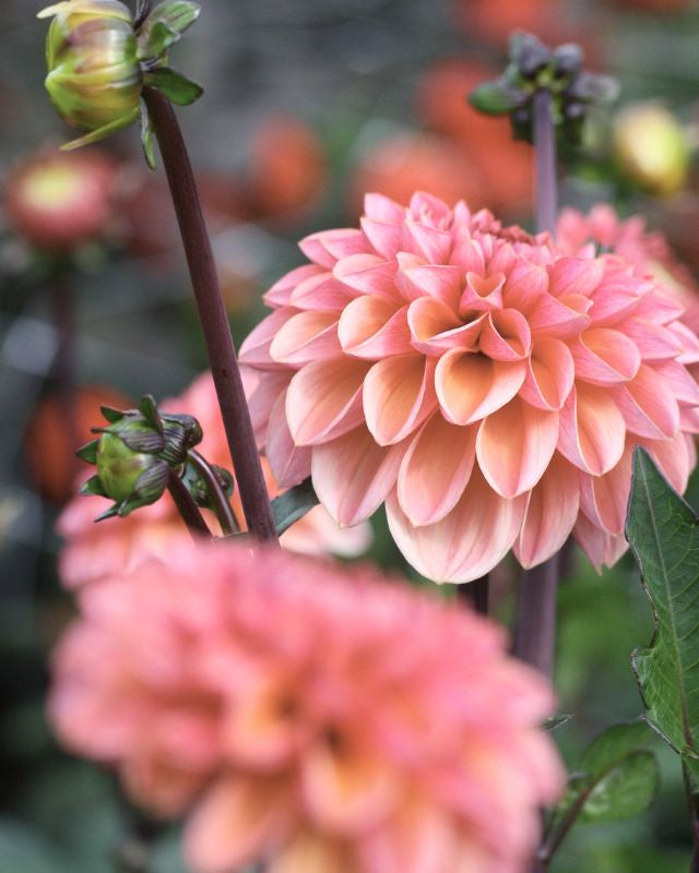 Georgine Sweet Sanne - Nærbilde av dekorativ georgine med rosa og aprikosfarger
