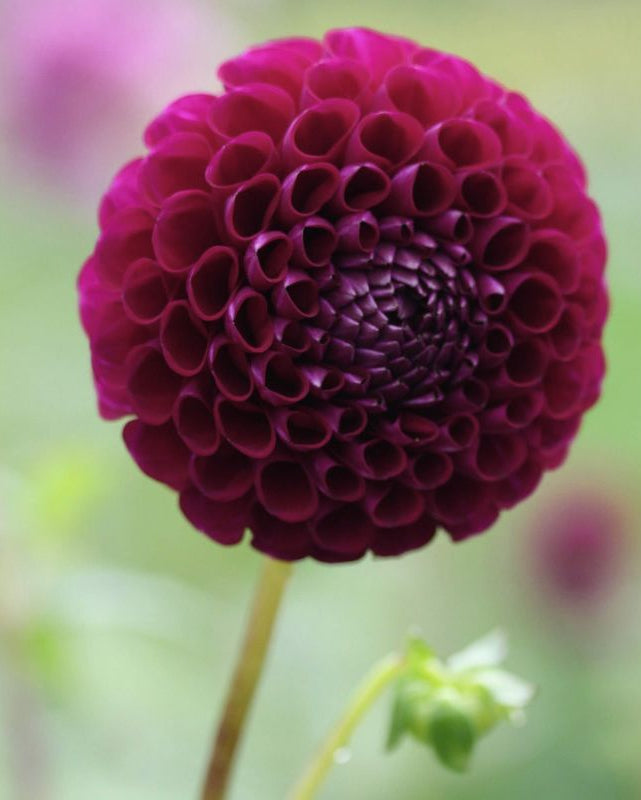 Nærbilde av pompomgeorgine Moorplace dyp lilla-burgunder georgine