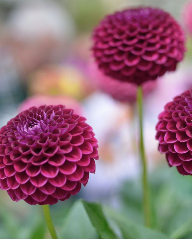 Georgine Moorplace pompomgeorgine dyp lilla-burgunder rund blomst