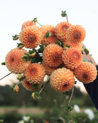 Blyton Softer Gleam georgine - nærbilde av blomst i varme pastellfarger