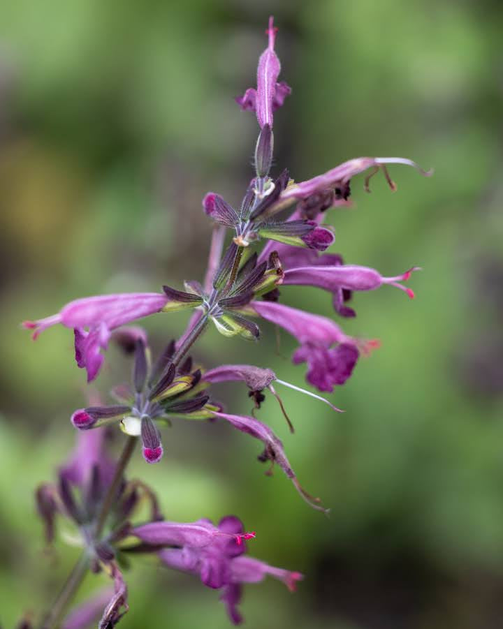 Detaljbilde av Rødsalvie Summer Jewel Lavender blomster - Blomsterhagen