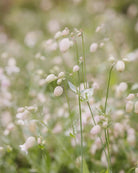 "Engsmelle plante med grønne blader og rosa blomster