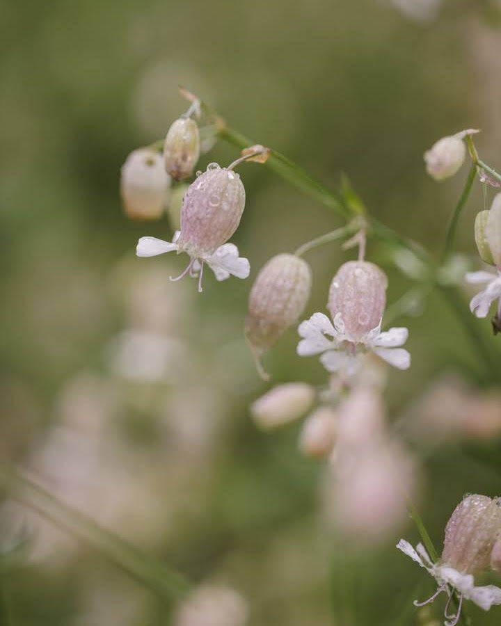 Engsmelle plante med karakteristiske rosa blomster og grønt bladverk