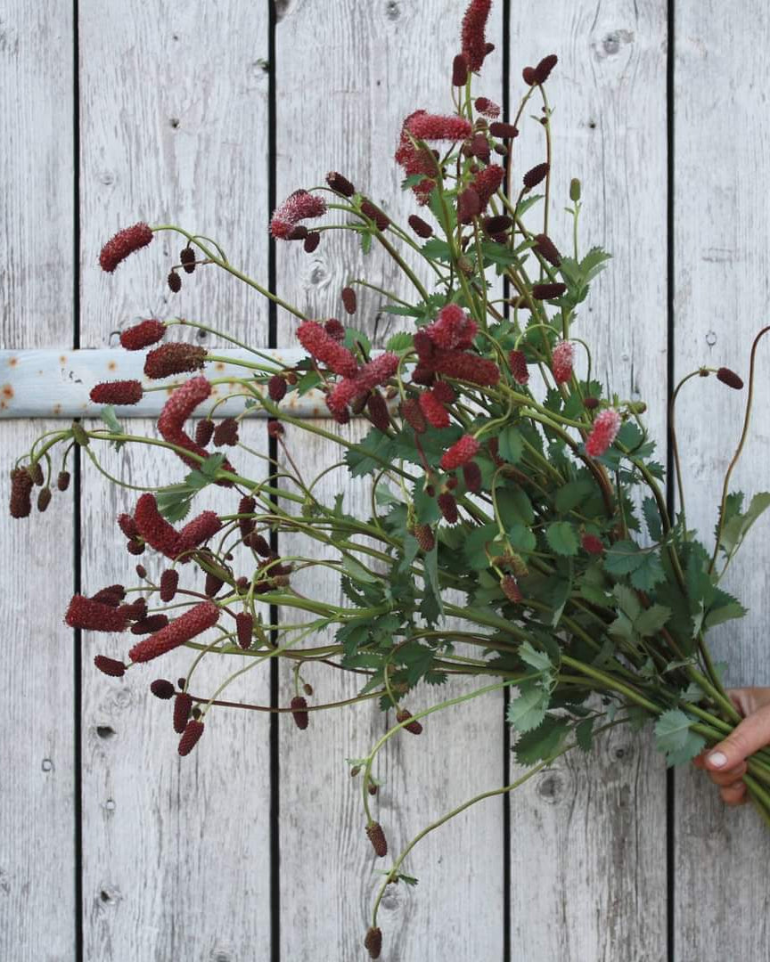 Alaskablodtopp i full blomst med kompakt vekstform