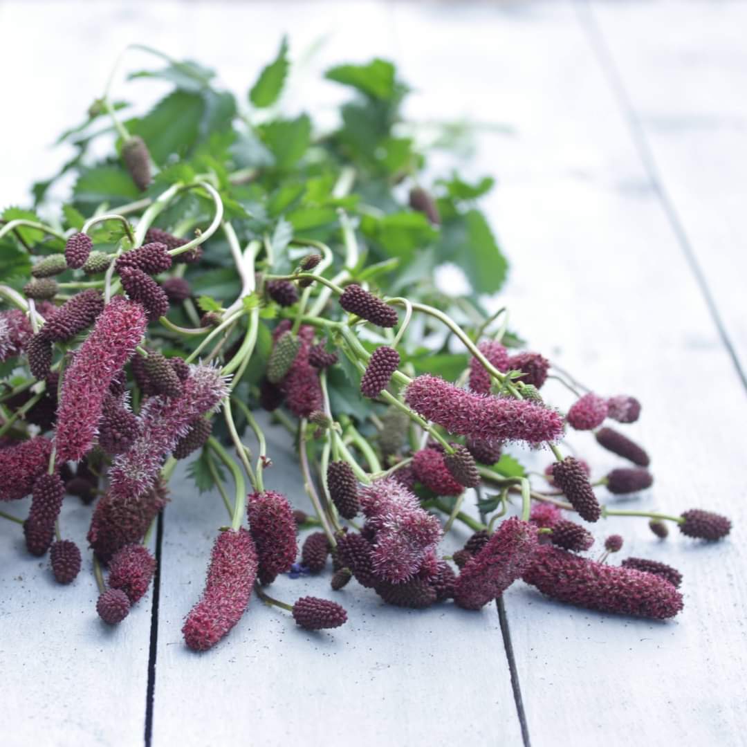 Nærbilde av Alaskablodtopp blomster med karakteristiske røde blomsterhoder