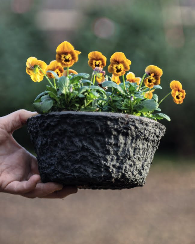 Fiol Caramel Bronze Lilac nærbilde - ettårig fiol med varme farger