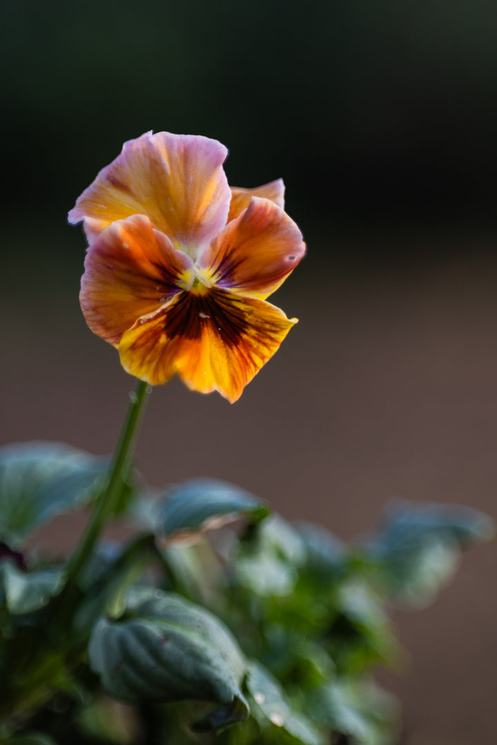 Fiol Flamenco Terracotta - kompakt ettårig blomst 15-20 cm høy