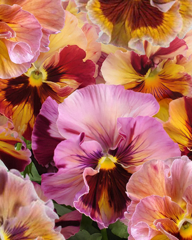 Fiol Flamenco Terracotta - varm terrakotta-oransje fiol med mørke markeringer