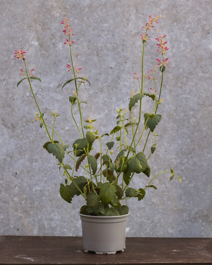 Kolibrimynte Heather Queen - nærbilde av tette duftende blomsteraks som tiltrekker sommerfugler