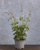 Anisisop Rose Mint i full blomstring med kolibrier og sommerfugler