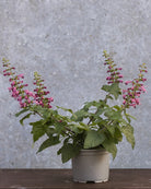 Rødsalvie Summer Jewel Lavender - insektsvennlig sommerblomst