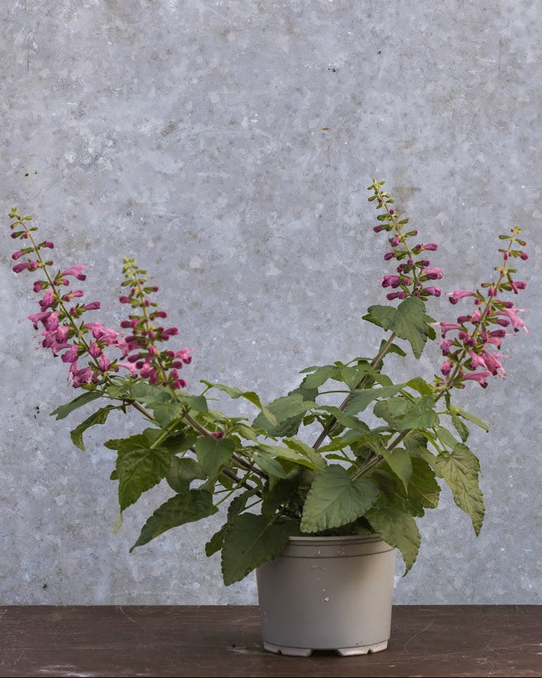 Rødsalvie Summer Jewel Lavender - insektsvennlig sommerblomst